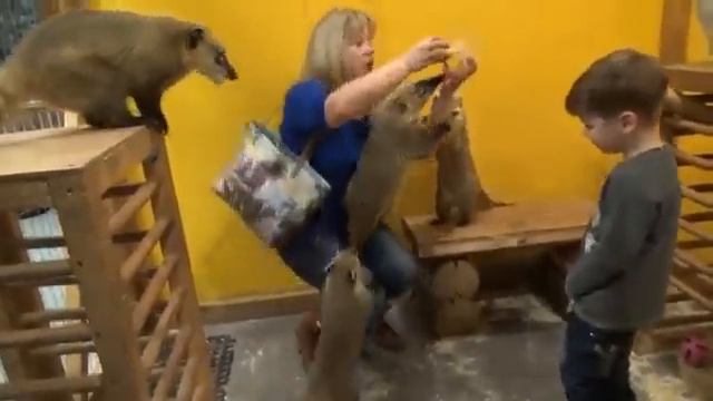 Носухи: собиратели и отниматели смотреть онлайн