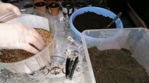 ТОРФЯНАЯ ТАБЛЕТКА СВОИМИ РУКАМИ.