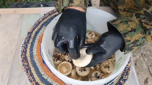 Грузди моченые и соленые на зиму. Сбор и приготовление лесных грибов. Рецепты СЮФ смотреть онлайн