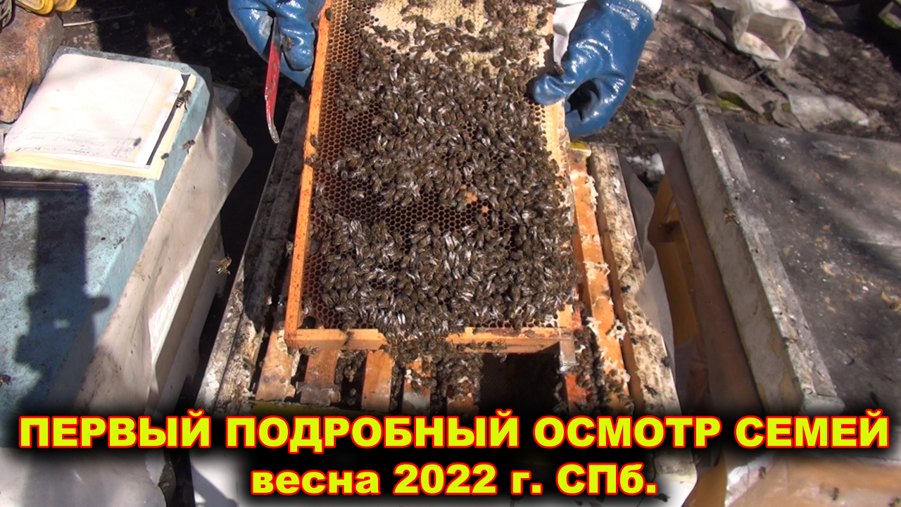 Первый подробный осмотр семей.