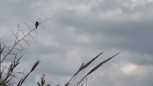 ИЗРАИЛЬ. Озеро Кинерет. Весна