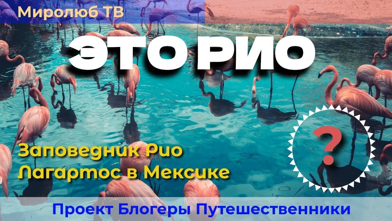 Зачем посещать заповедник Рио Лагартос Мексика? Интересные факты на Миролюб ТВ Путешествия