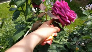 Роза совершенство #графинядиана #GräfinDiana от #кордес Лучший аромат моего сада, моя любовь.