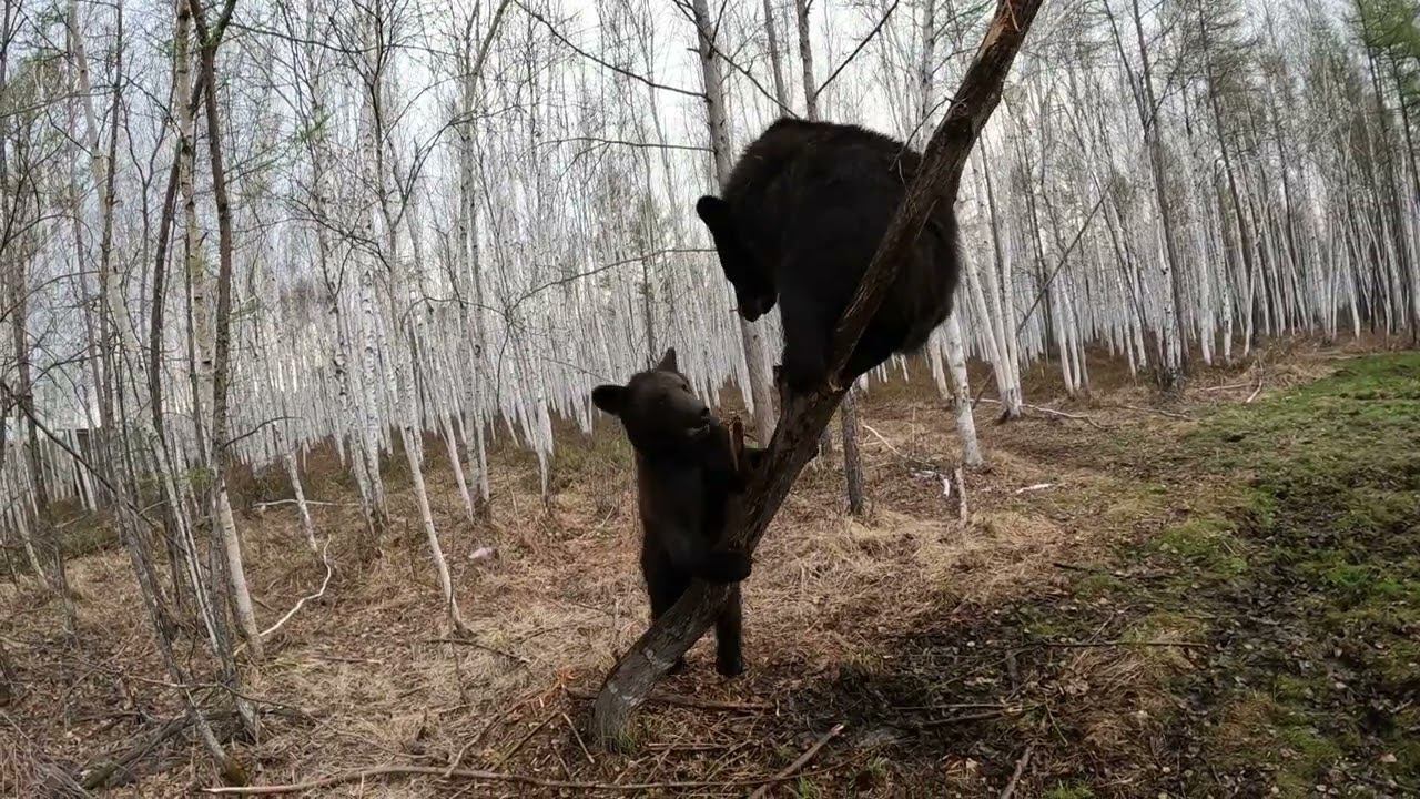 Медвежонок просит сестрёнку сбегать покупаться.