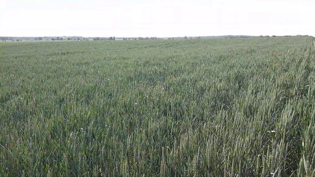 Озимая пшеница.Стрип тилл.Мзури. Норма высева 2 млн. КФХ "Терра Ностра". смотреть онлайн
