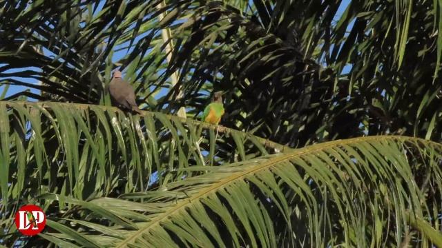 Senegal Parrots - Wild in The Gambia | Discover PARROTS смотреть онлайн