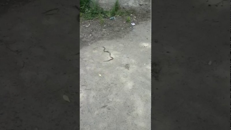 "Бийчане обнаружили змею у стадиона школы № 3" (23.08.18г., Бийское телевидение)