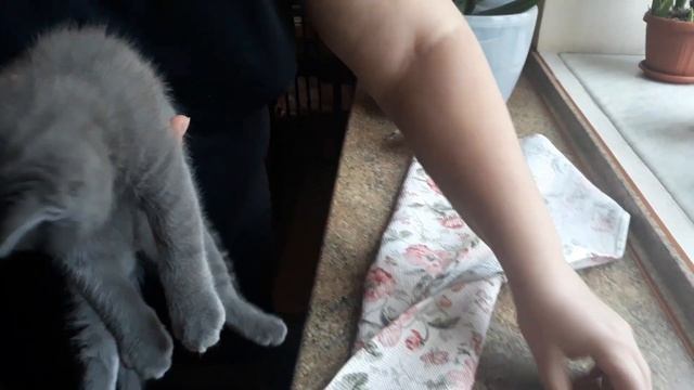 Как подстричь когти котенку / КОШКИН ДОМ
