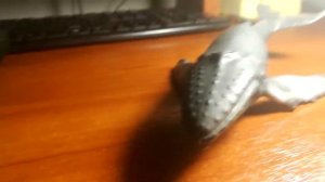 Горбатый кит (горбач)