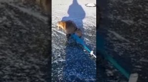 енотовидная собака вышла к рыбакам, нагадила им на бур и удалилась.