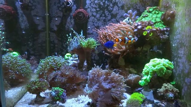 Очень ВАЖНО!!! параметры воды в морском аквариуме... смотреть онлайн