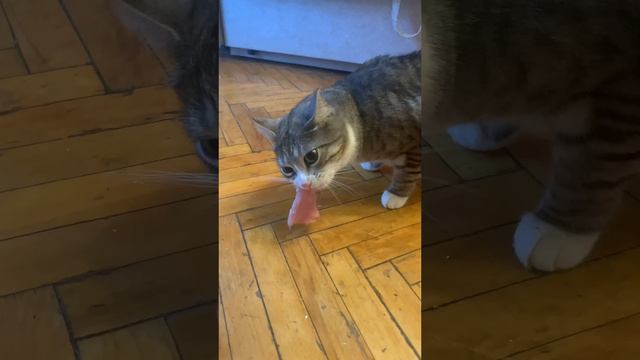 POV: когда кот захотел мясо смотреть онлайн