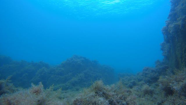 [4K] Жизнь глубины осеннего Чёрного моря. смотреть онлайн