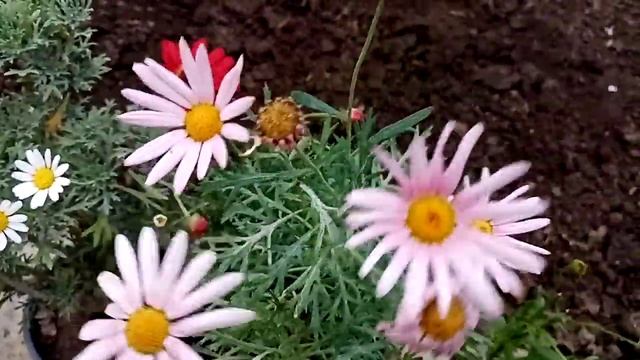 Красивые летники для балкона и дачи.