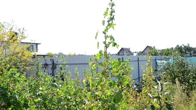 Неожиданно лучший сидерат и развенчанный миф о лидерах сидератов
