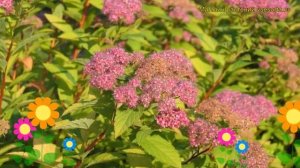 Спирея японская Пинк и Голд. Краткий обзор, описание характеристик spiraea japonica Pink and Gold