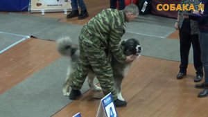 Кавказкая овчарка и Леонбергер. Caucasian Sheepdog and Leonberger. Выставка Собак.