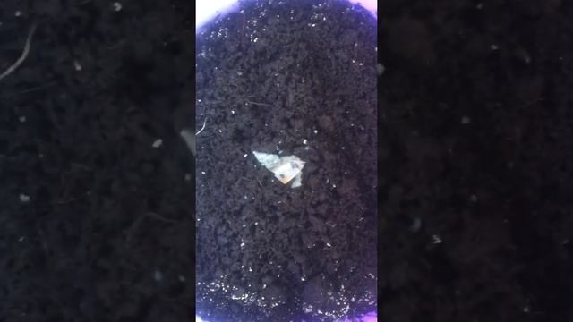 Выращивание базилика или мяты в домашних условиях, рабочий способ! смотреть онлайн