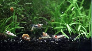 Product Review: Mark’s Shrimp Tanks Nettle Mix Shrimp Food