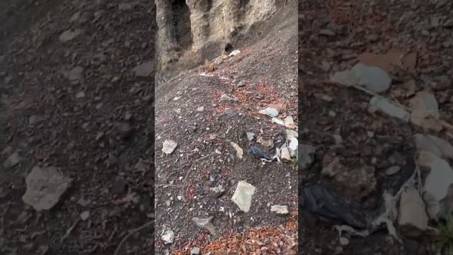 В Ялте буквально в воздухе висят деревья !! - недосмотрели смотреть онлайн