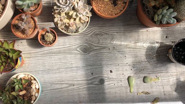 Cactus unboxing/ propagating succulents 7/15/2020 смотреть онлайн