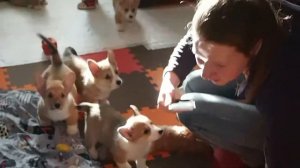 Щенки корги и малышка(Corgi puppies meet a baby for first time)