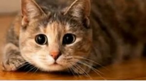 Как выбрать кличку кошке и многое другое!