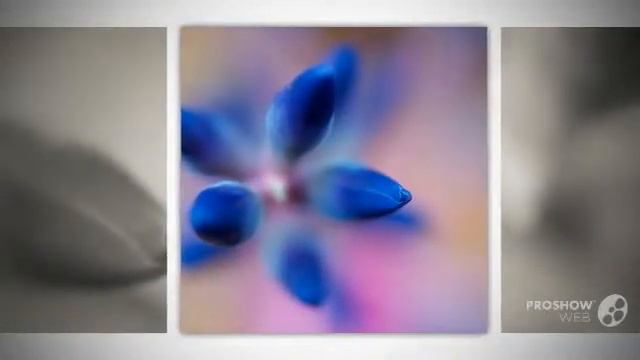 Quesnelia - garden plants смотреть онлайн