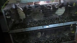 Птицеводство/ Птичий двор/ Перепелки/ Содержание/ Разведение