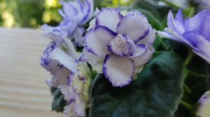 7 СОРТОВ ФИАЛОК С НАЗВАНИЯМИ. ВИДЕО ОБЗОР.