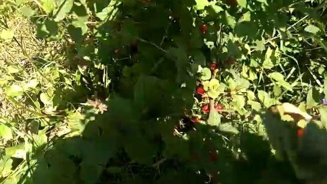 Вишня войлочная в тени и на солнце смотреть онлайн