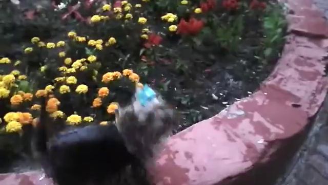 Не жри цветы смотреть онлайн