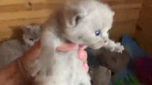 Маленькие котята