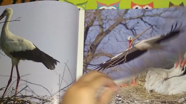 Книжный обзор - черный аист/белый аист смотреть онлайн