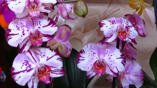 Основные правила ухода за орхидеей от А до Я. смотреть онлайн