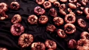 Гладиолусы, подготовка к хранению зимой, удалять или не удалять?