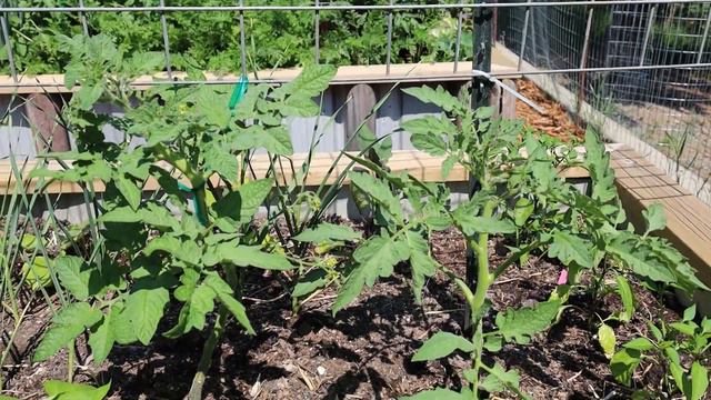 Maintaining My Strawberries and Tomatoes смотреть онлайн