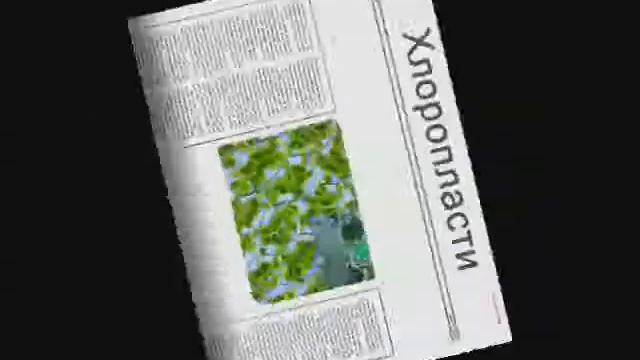 Фотосинтез