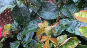 Роза Восточный экспресс (Pullman Express) / питомник Роз Елены ИВАЩЕНКО