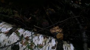 ?ЛУЧШЕЕ ТОПЛИВО ДЛЯ ДЫМАРЯ !!!✅ Долгое горение! Густой дым! Поиск и заготовка!