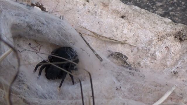 Zehirli Örümcek Bulma Teknikleri-Eresus #BöcekReis смотреть онлайн