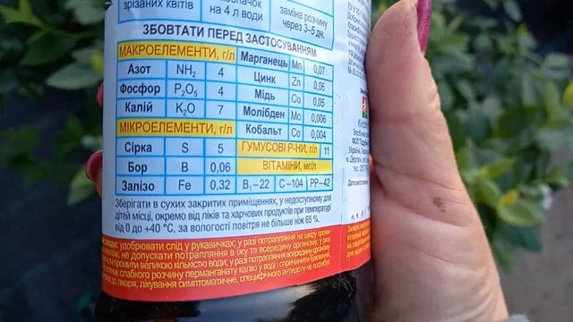 Желтеют листья!!! Хлороз голубики
