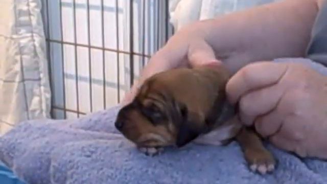 JT's Saluki Puppies 3 смотреть онлайн