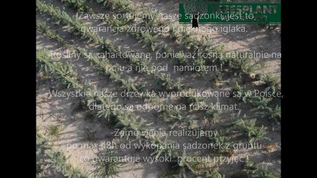 Sadzonki 2/1 Świerk Srebrny "APACHE" 25-35cm Treesplant.pl Polski Producent Sadzonki смотреть онлайн