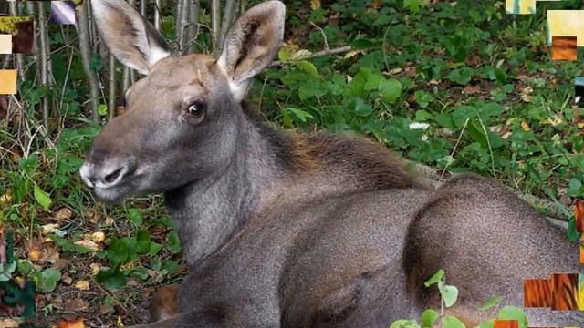 БЕЛАРУСКАЯ КАЗКА: КУРКА РАБУШКА смотреть онлайн