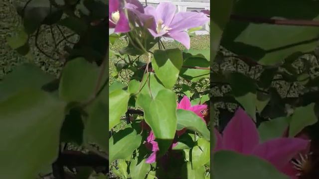 Acropolis clematis - Year 2