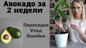Как вырастить авокадо за 2 недели дома. Пересадка, уход, ошибка.