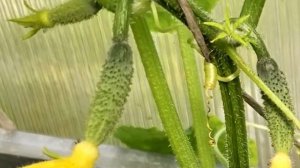 Одна ложка под огурцы и даже мертвый огурец начнет рости и плодоносить как сумасшедший.