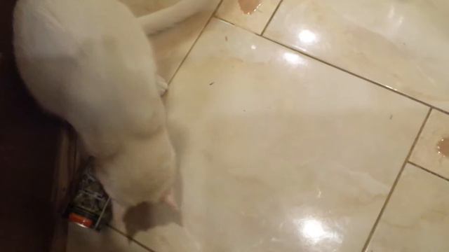 Кот и банка от оливок смотреть онлайн