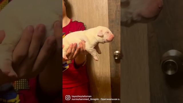 Алабай щенки рождение щенков среднеазиатской овчарки алабаи в питомнике#алабай #сао #щенкиалабая смотреть онлайн